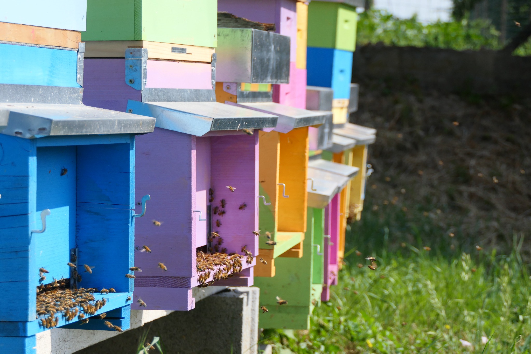 Fila di alveari colorati nell'apiario